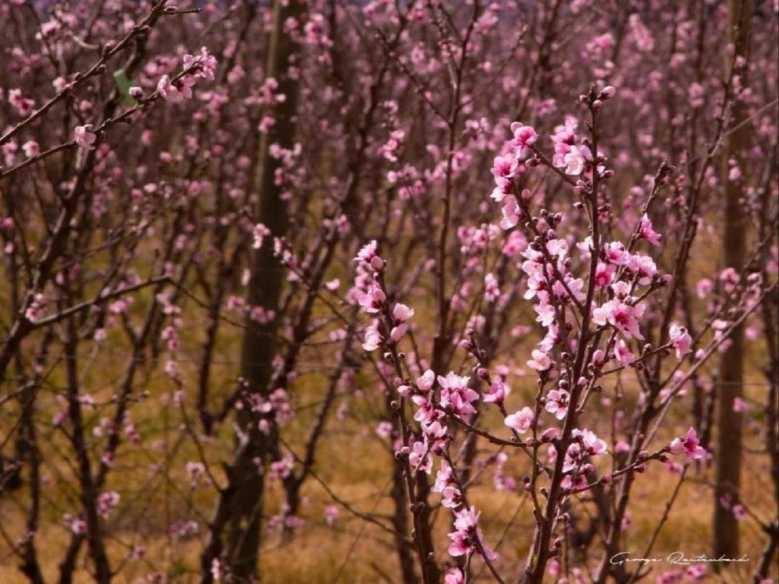 In De Vines Farmstay, Blossom, Plant, Nature