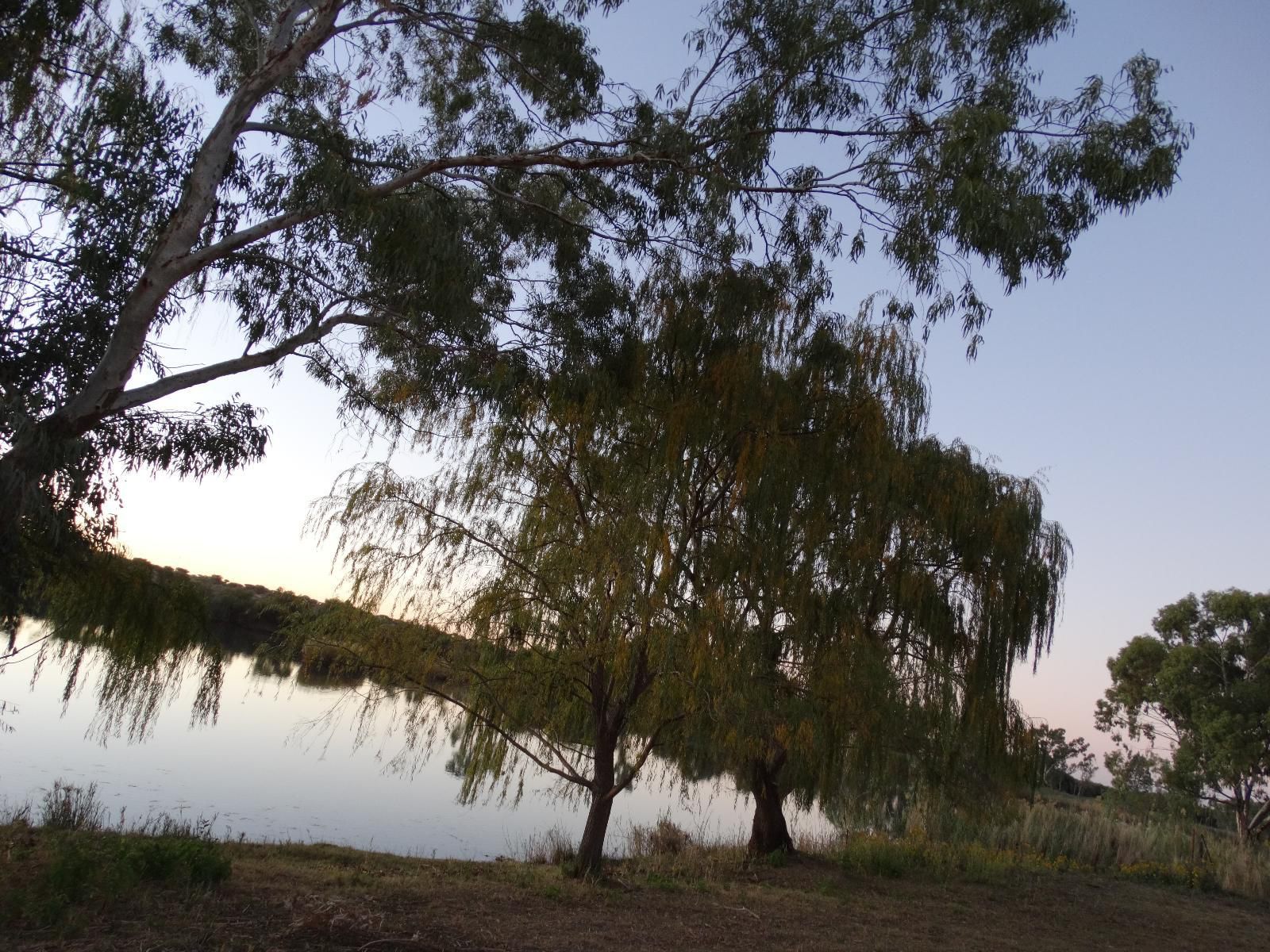 Inchcape Warrenton Northern Cape South Africa River, Nature, Waters, Tree, Plant, Wood