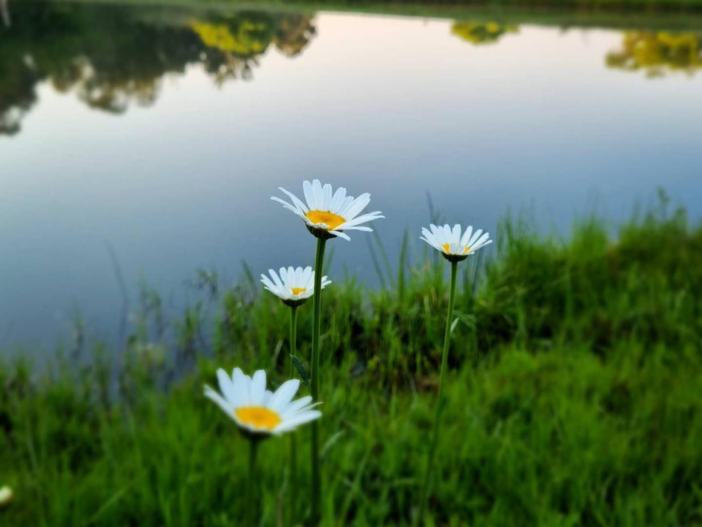 Incwala Lodge Waterval Boven Mpumalanga South Africa Flower, Plant, Nature, Meadow, Bokeh