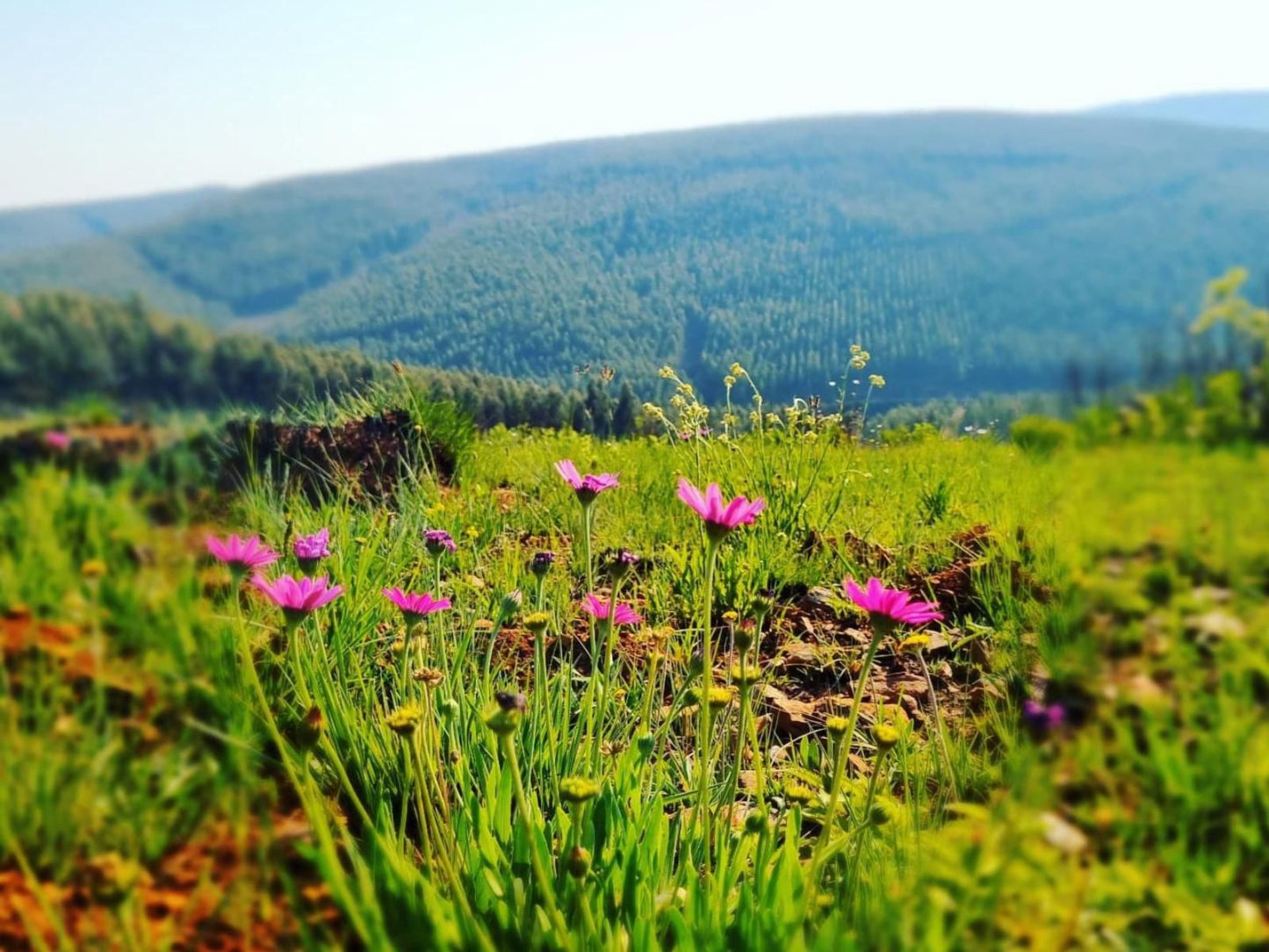 Incwala Lodge Waterval Boven Mpumalanga South Africa Complementary Colors, Flower, Plant, Nature, Meadow