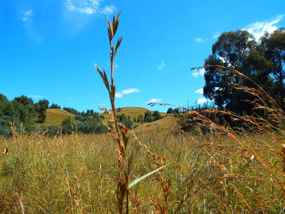 Incwala Lodge Waterval Boven Mpumalanga South Africa Complementary Colors, Colorful, Field, Nature, Agriculture, Tree, Plant, Wood