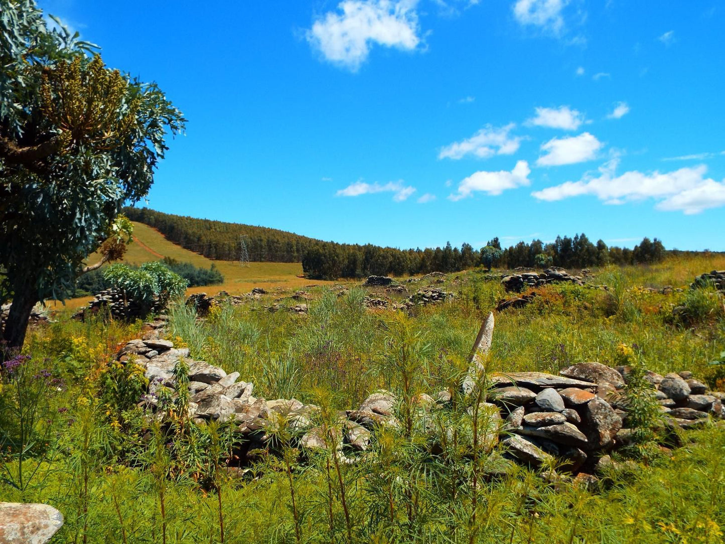 Incwala Lodge Waterval Boven Mpumalanga South Africa Complementary Colors, Colorful, Meadow, Nature, Tree, Plant, Wood