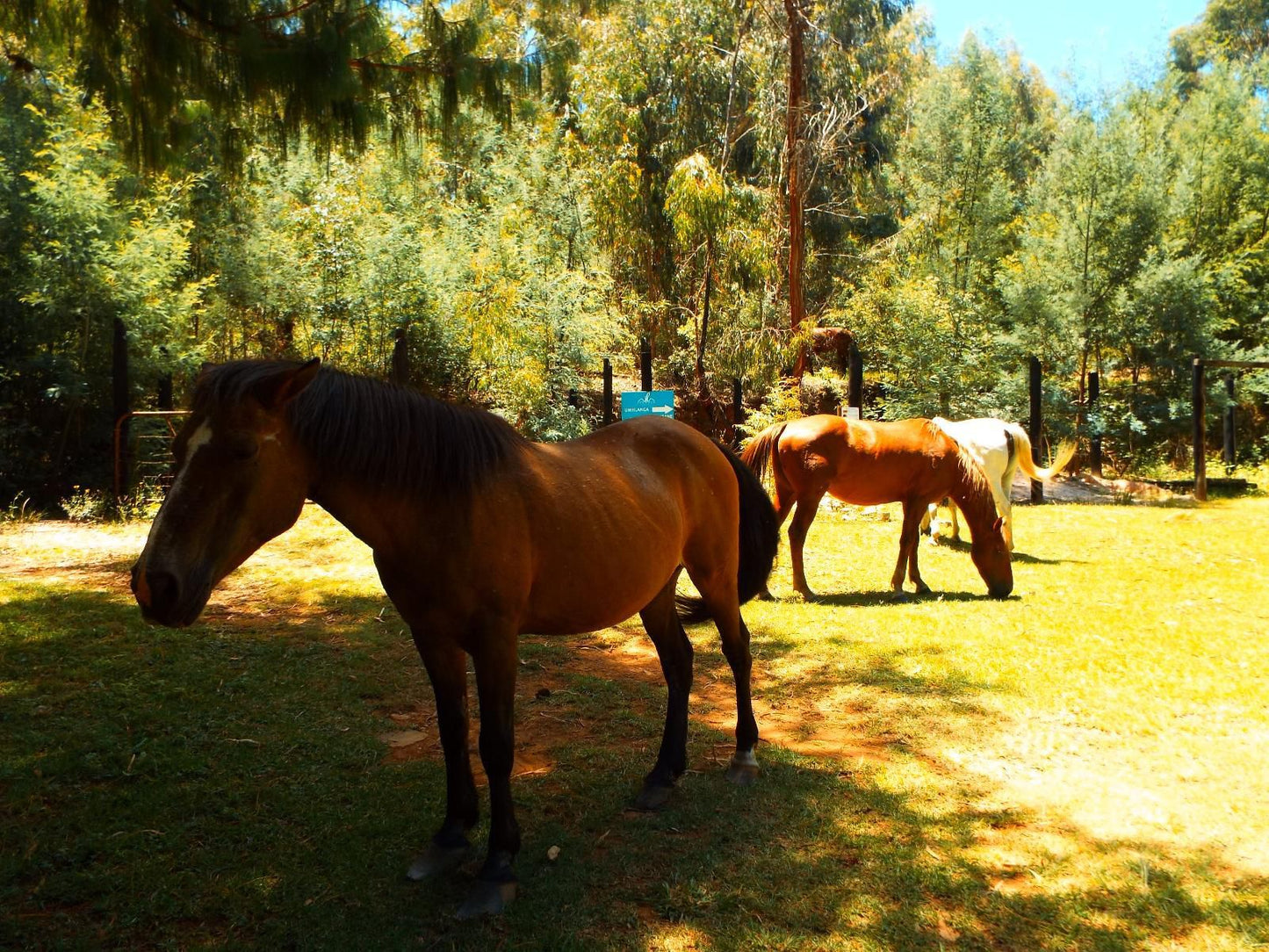 Incwala Lodge Waterval Boven Mpumalanga South Africa Colorful, Horse, Mammal, Animal, Herbivore