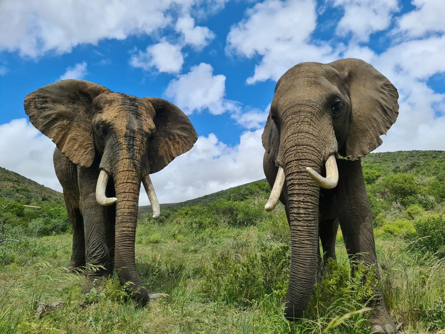 Indalu Game Reserve Gouritz Western Cape South Africa Complementary Colors, Elephant, Mammal, Animal, Herbivore