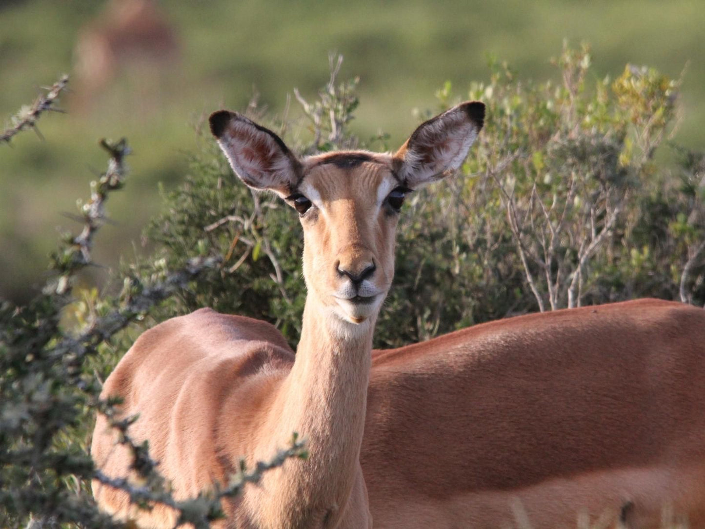 Indalu Game Reserve Gouritz Western Cape South Africa Deer, Mammal, Animal, Herbivore