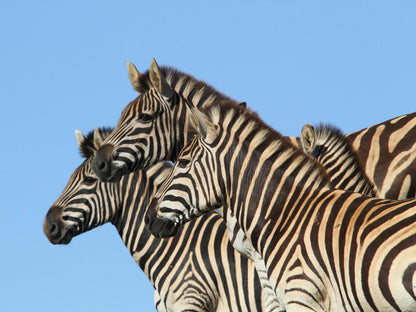 Indalu Game Reserve Gouritz Western Cape South Africa Zebra, Mammal, Animal, Herbivore
