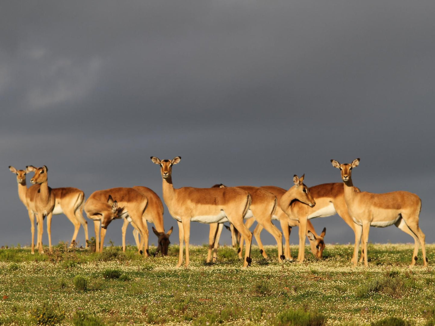 Indalu Game Reserve Gouritz Western Cape South Africa Animal