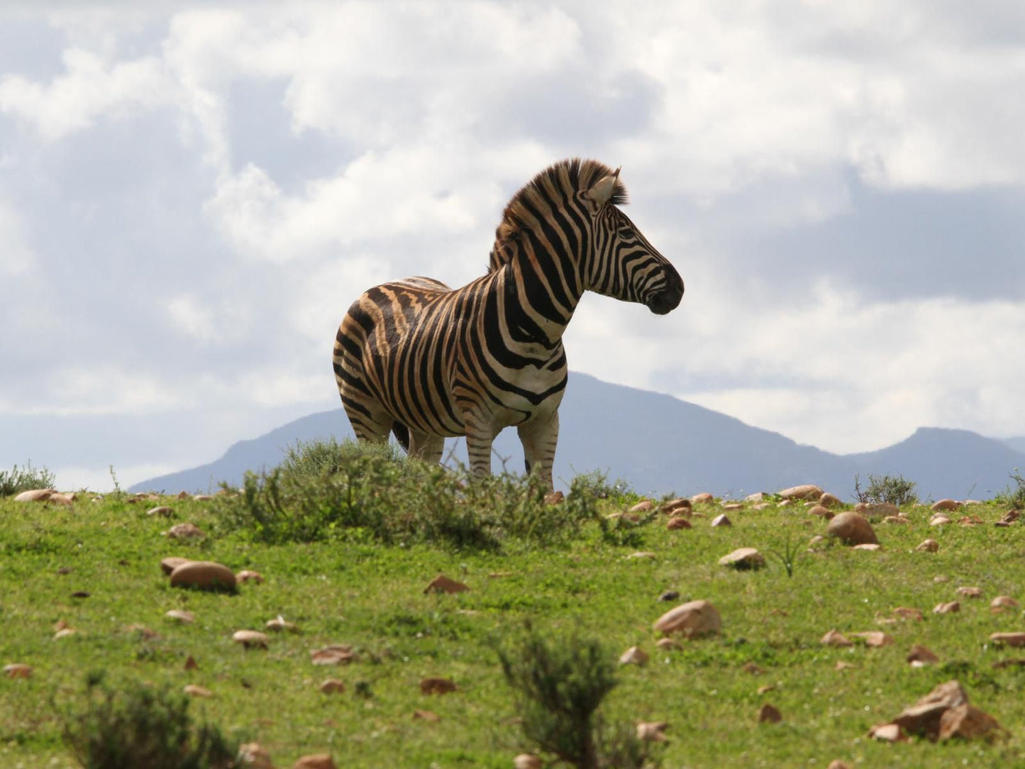 Indalu Game Reserve Gouritz Western Cape South Africa Animal