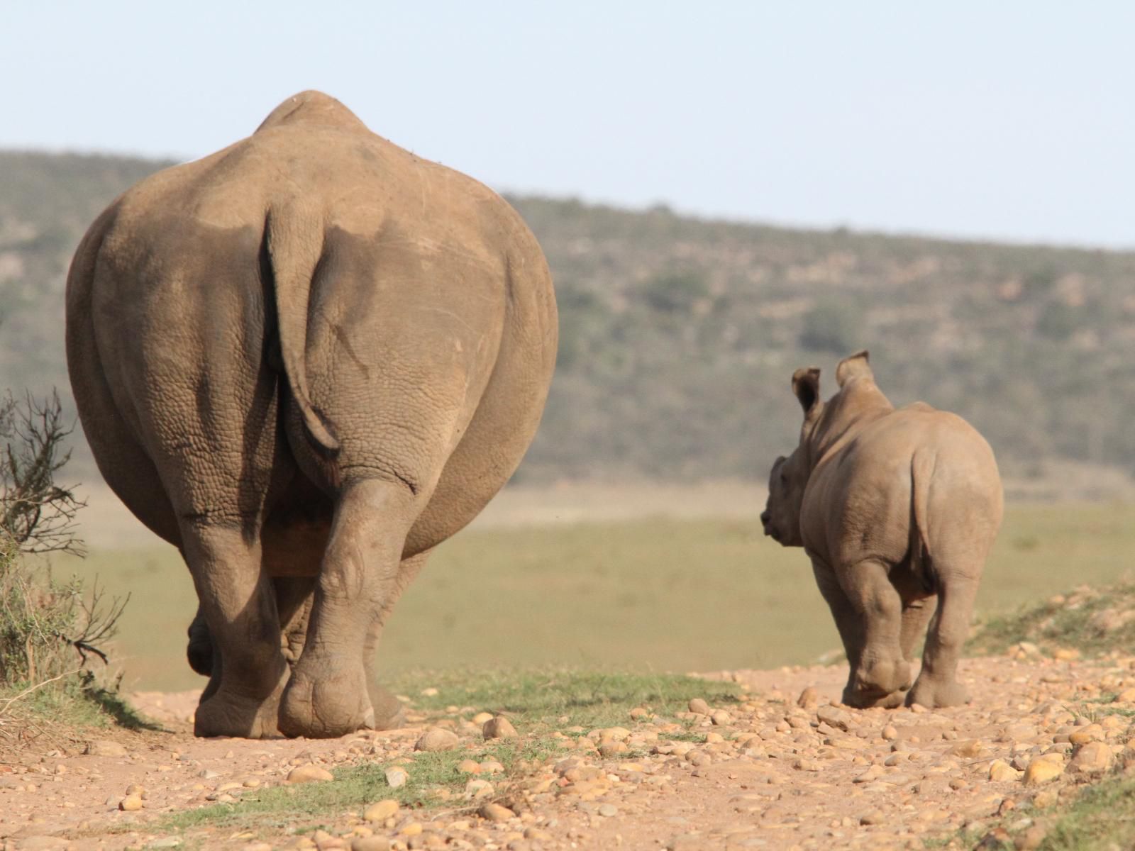 Indalu Game Reserve Gouritz Western Cape South Africa Rhino, Mammal, Animal, Herbivore