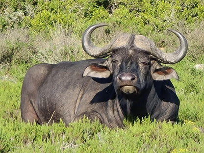 Indalu Game Reserve Gouritz Western Cape South Africa Water Buffalo, Mammal, Animal, Herbivore