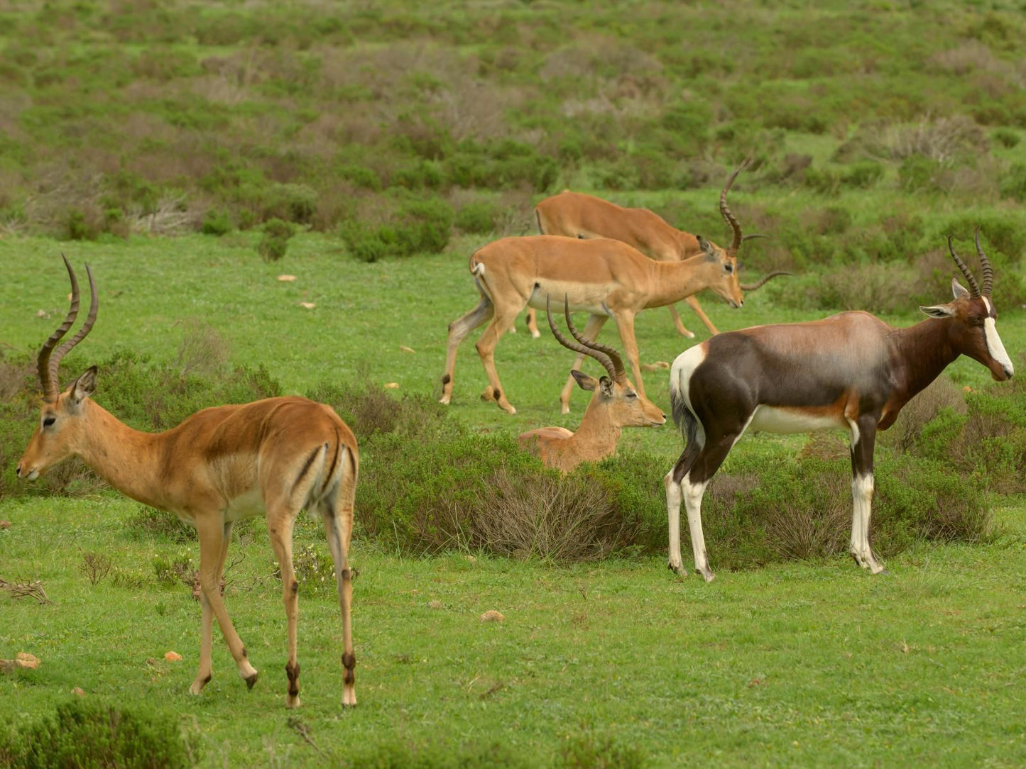 Indalu Game Reserve Gouritz Western Cape South Africa Animal