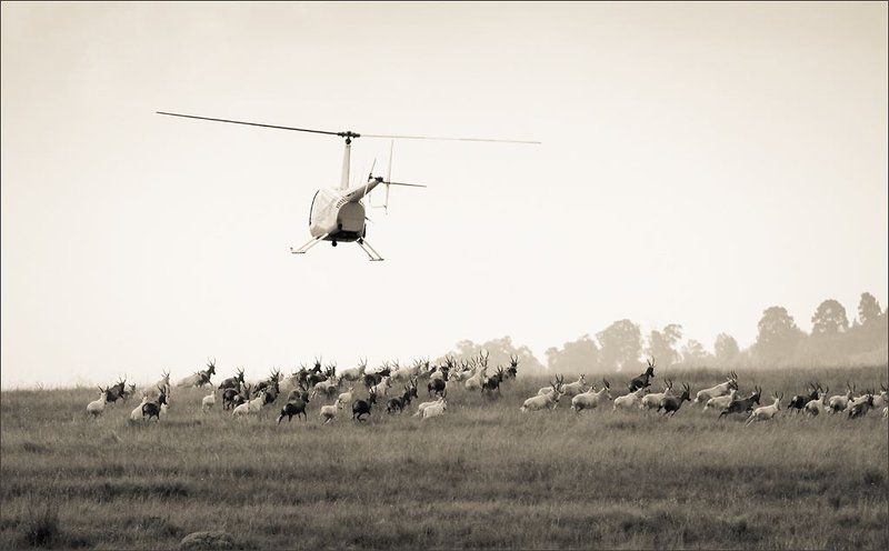 Indawo Lodge Ermelo Mpumalanga South Africa Sepia Tones, Aircraft, Vehicle, Helicopter