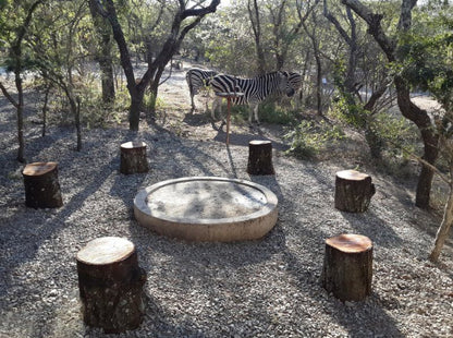 Indulamithi Marloth Park Mpumalanga South Africa Unsaturated, Bird, Animal, Zebra, Mammal, Herbivore