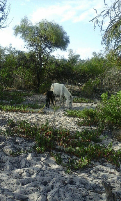 Inglenook Yzerfontein Western Cape South Africa Animal