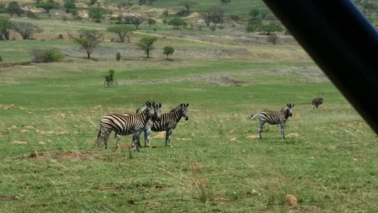 Ingudlane Lodge Dundee Kwazulu Natal South Africa Zebra, Mammal, Animal, Herbivore