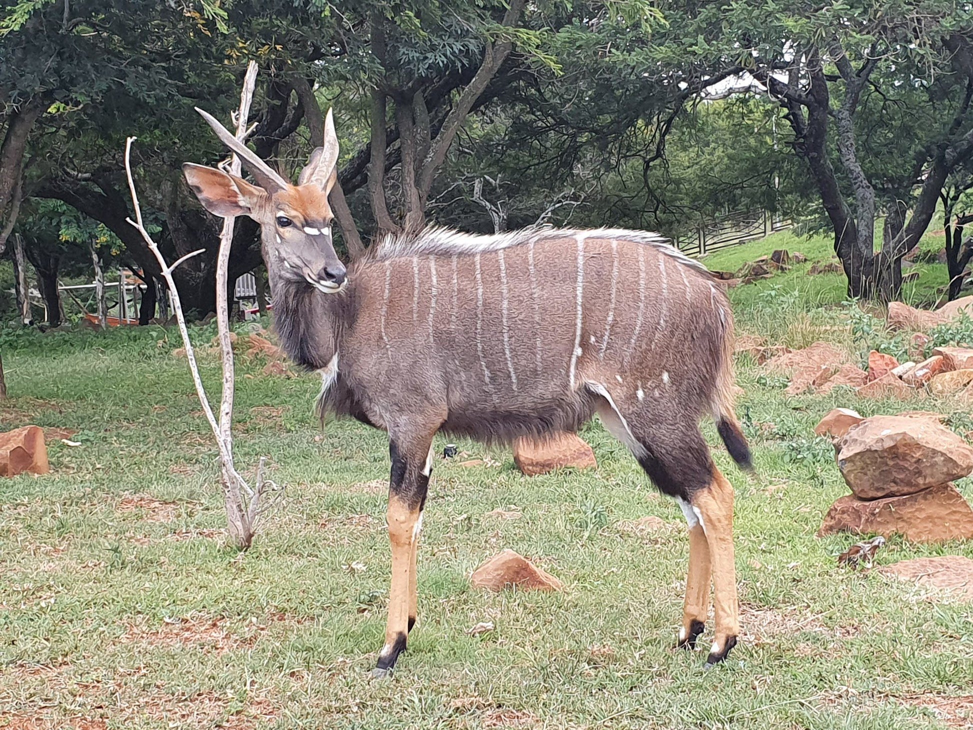 Ingudlane Lodge Dundee Kwazulu Natal South Africa Animal