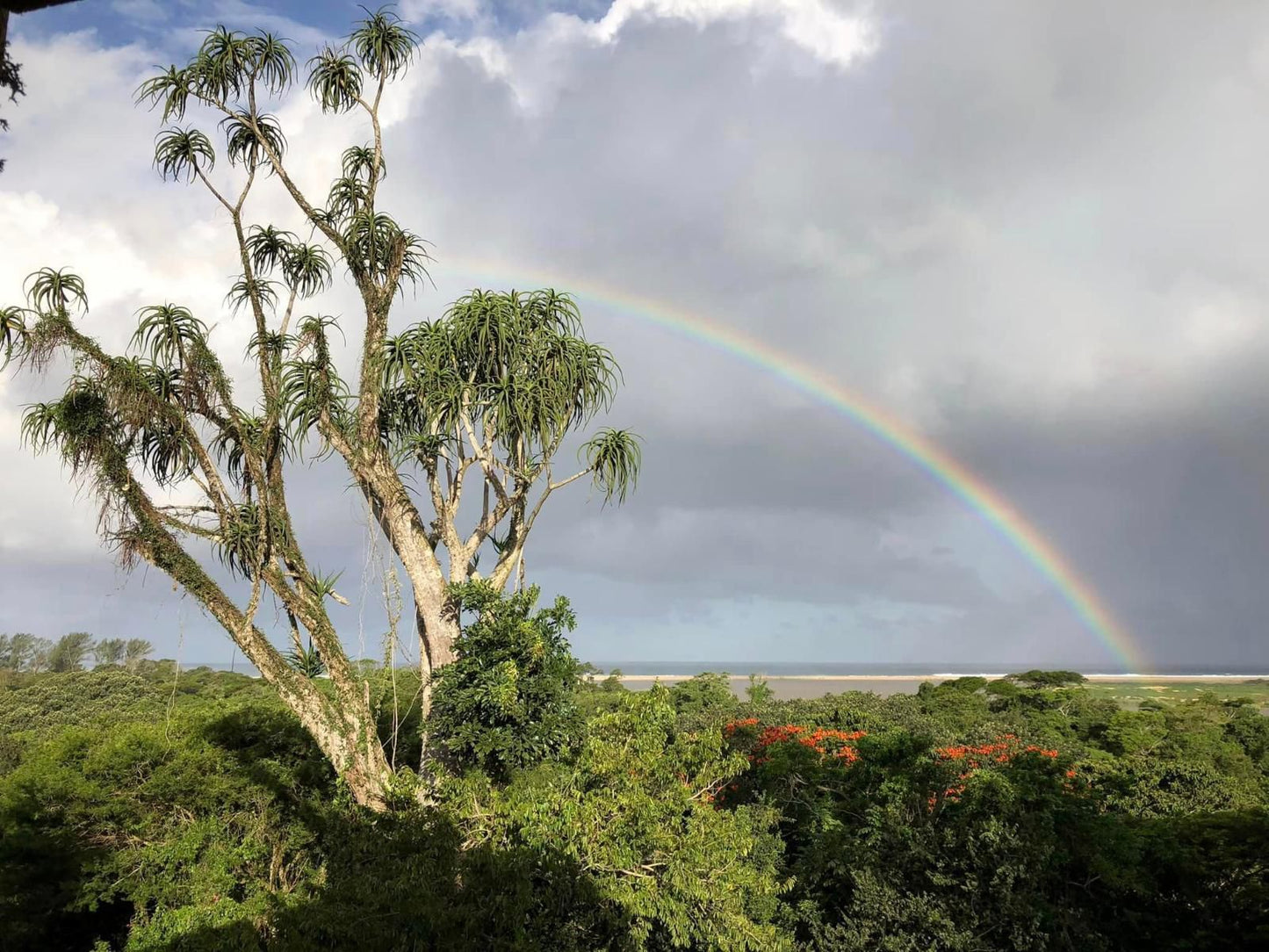 Ingwenya Lodge St Lucia Kwazulu Natal South Africa Palm Tree, Plant, Nature, Wood, Rainbow