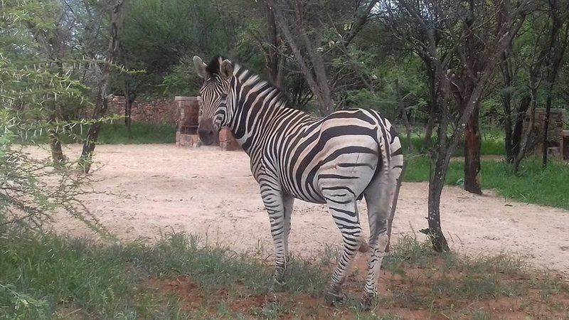 Inibos Luxury Bush Camp Marble Hall Limpopo Province South Africa Zebra, Mammal, Animal, Herbivore