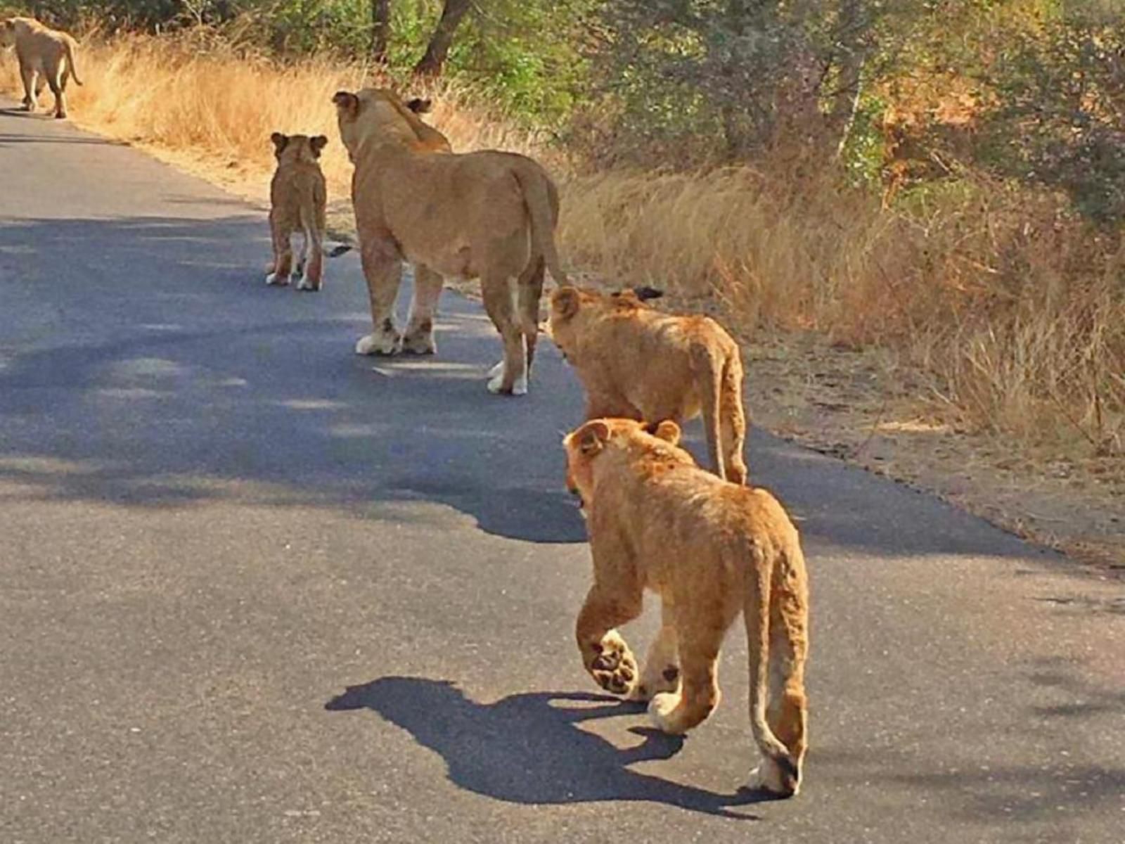 Inn Africa Safaris Manyeleti Reserve Mpumalanga South Africa Lion, Mammal, Animal, Big Cat, Predator
