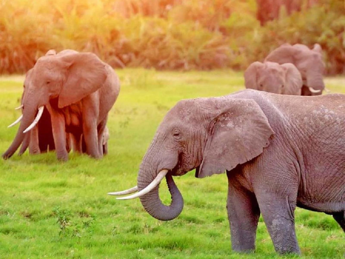 Inn Africa Safaris Manyeleti Reserve Mpumalanga South Africa Elephant, Mammal, Animal, Herbivore