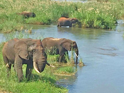 Inn Africa Safaris Manyeleti Reserve Mpumalanga South Africa Complementary Colors, Elephant, Mammal, Animal, Herbivore, Water Buffalo