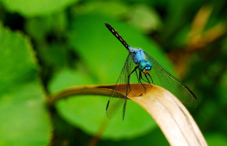 Innikloof Hankey Eastern Cape South Africa Colorful, Animal, Dragonfly, Insect