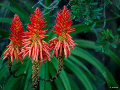 Innikloof Hankey Eastern Cape South Africa Complementary Colors, Colorful, Plant, Nature