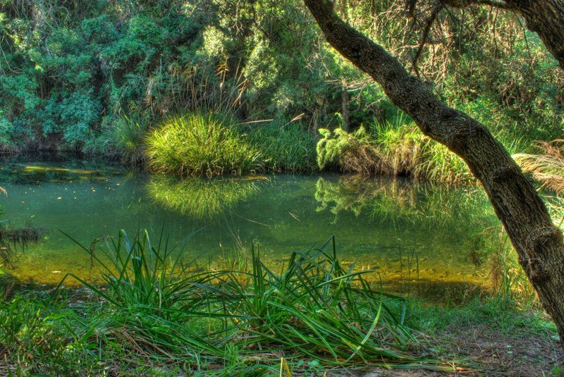 Innikloof Hankey Eastern Cape South Africa River, Nature, Waters, Tree, Plant, Wood