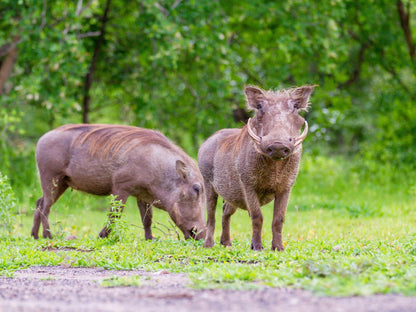 Insika Lodge, Animal