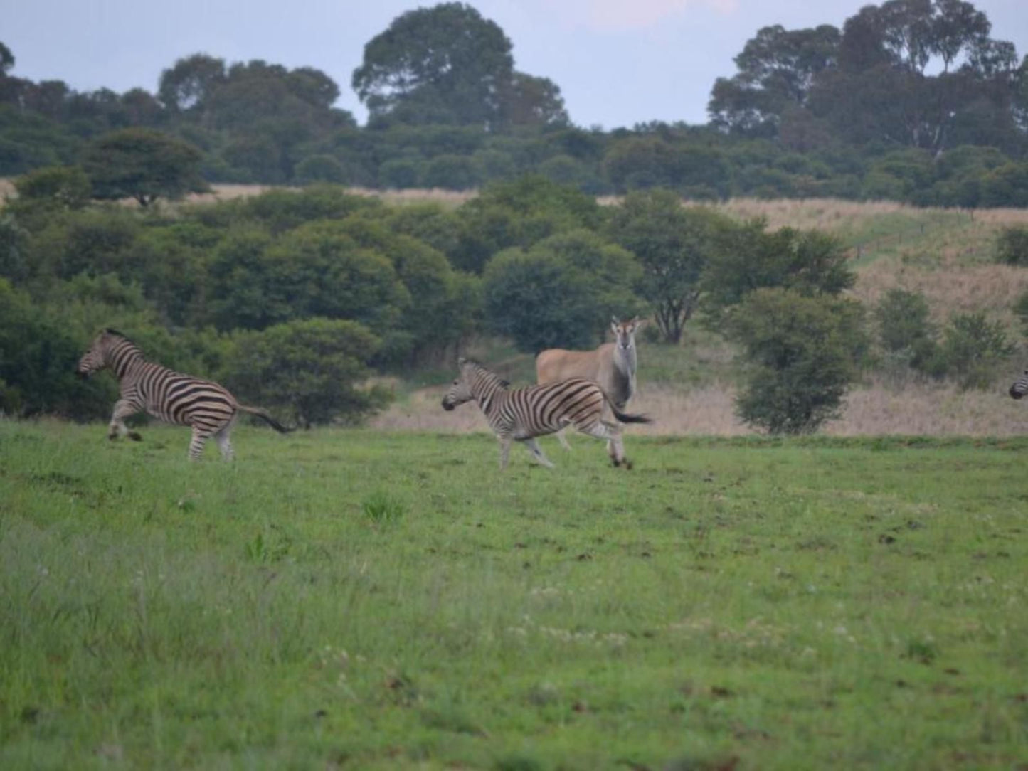 Intaba Thulile Magaliesburg Gauteng South Africa Zebra, Mammal, Animal, Herbivore