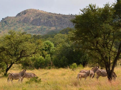 Intaba Thulile Magaliesburg Gauteng South Africa Zebra, Mammal, Animal, Herbivore