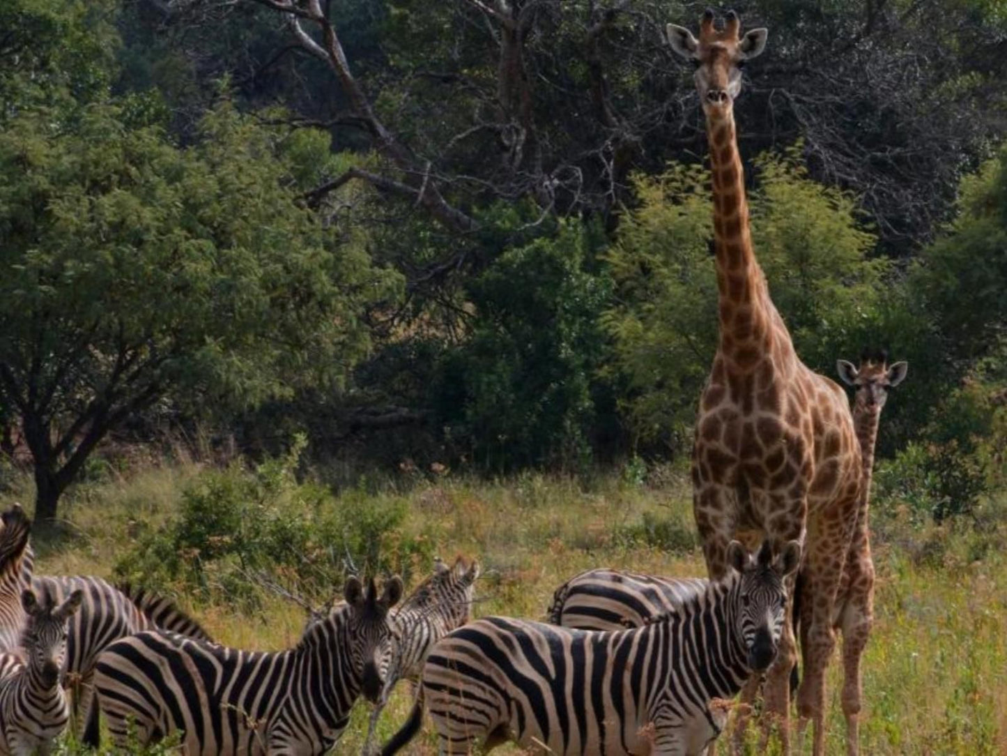 Intaba Thulile Magaliesburg Gauteng South Africa Giraffe, Mammal, Animal, Herbivore, Zebra