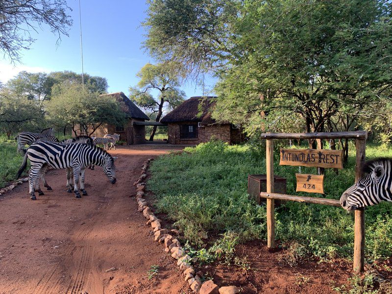 Intundla S Rest Marloth Park Mpumalanga South Africa Zebra, Mammal, Animal, Herbivore