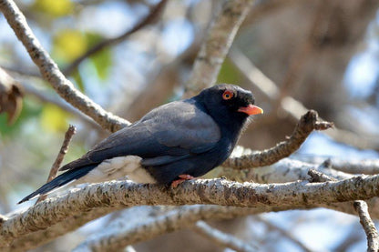 Intundla S Rest Marloth Park Mpumalanga South Africa Blackbird, Bird, Animal