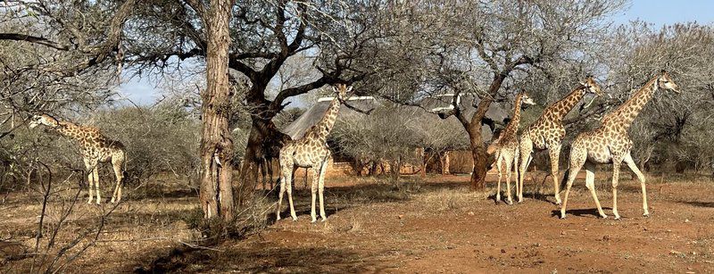 Intundla S Rest Marloth Park Mpumalanga South Africa Giraffe, Mammal, Animal, Herbivore