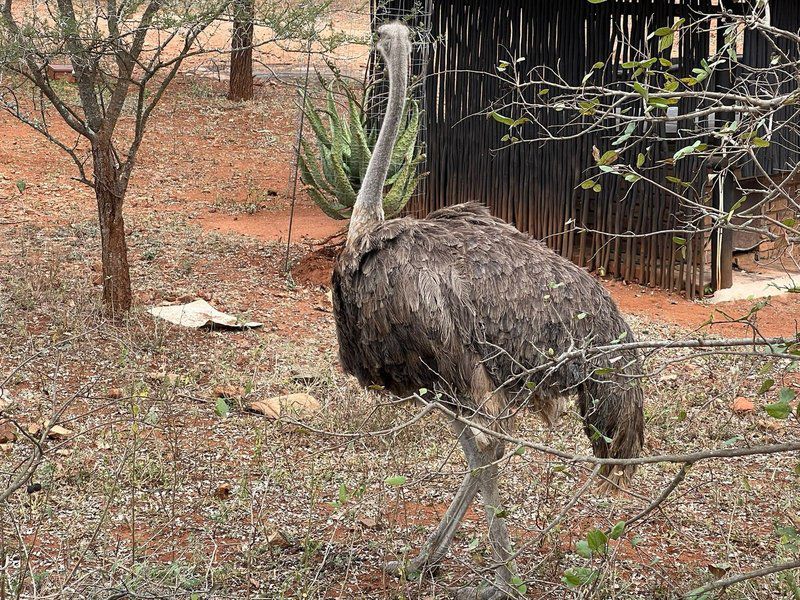 Intundla S Rest Marloth Park Mpumalanga South Africa Ostrich, Bird, Animal