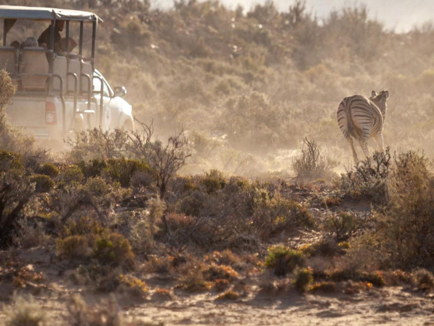 Inverdoorn Game Reserve Ceres Western Cape South Africa Sepia Tones, Cactus, Plant, Nature, Tractor, Vehicle, Agriculture, Cycling, Sport, Bicycle, Desert, Sand