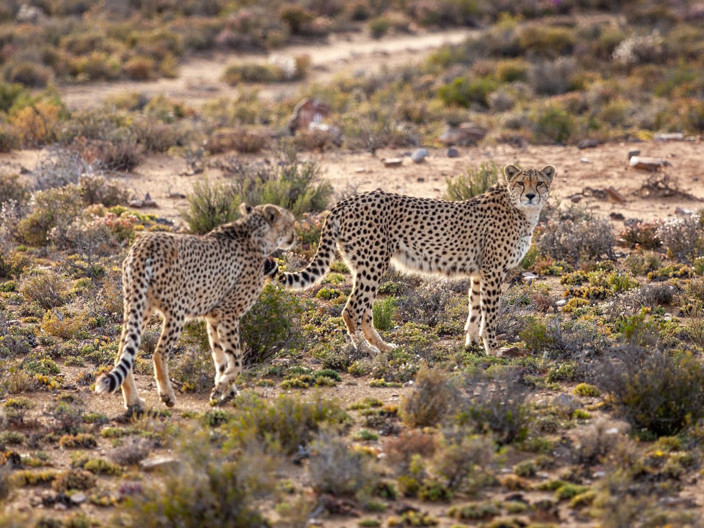Inverdoorn Game Reserve Ceres Western Cape South Africa Cheetah, Mammal, Animal, Big Cat, Predator, Desert, Nature, Sand