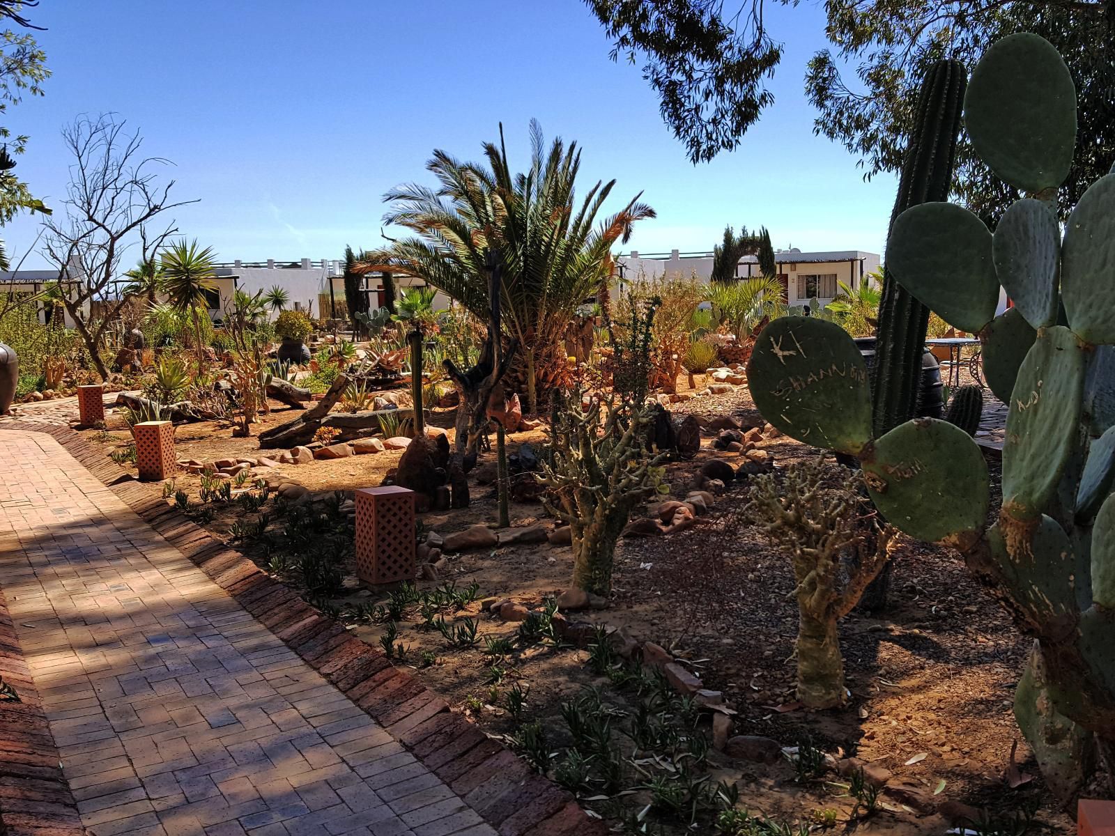 Inverdoorn Game Reserve Ceres Western Cape South Africa Cactus, Plant, Nature, Palm Tree, Wood, Garden