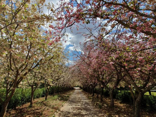 Invermooi Estate Nottingham Road Kwazulu Natal South Africa Blossom, Plant, Nature