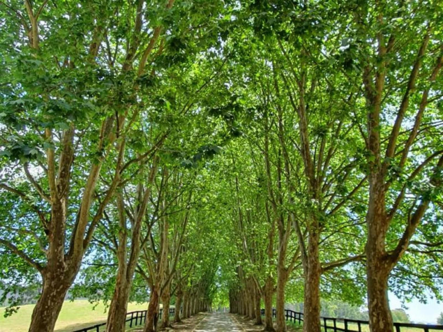 Invermooi Estate Nottingham Road Kwazulu Natal South Africa Colorful, Forest, Nature, Plant, Tree, Wood