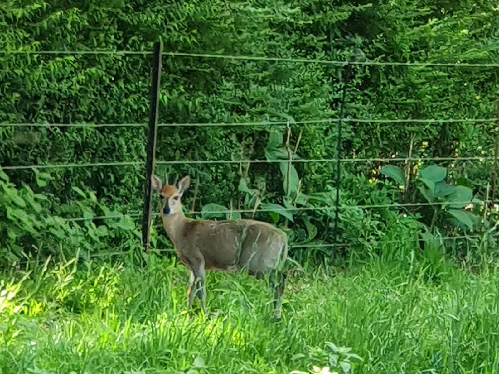 Invermooi Estate Nottingham Road Kwazulu Natal South Africa Deer, Mammal, Animal, Herbivore