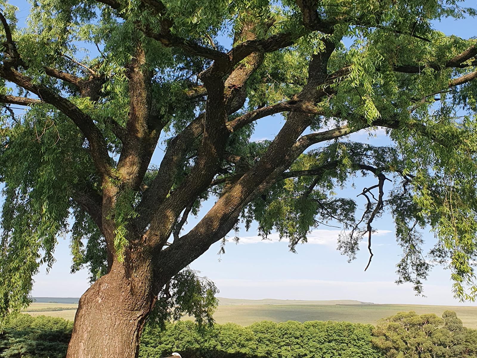 Invermooi Estate Nottingham Road Kwazulu Natal South Africa Plant, Nature, Tree, Wood, Lowland