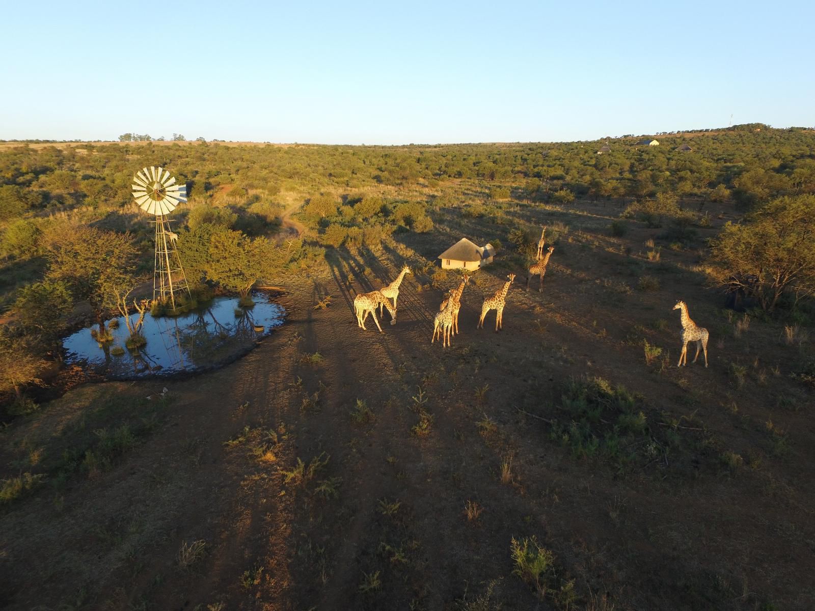 Inyala Game Lodge Ventersdorp North West Province South Africa Cactus, Plant, Nature, Lowland