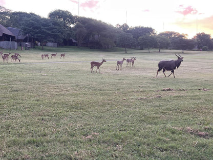 Inyamatane Kruger Park Lodge, Animal