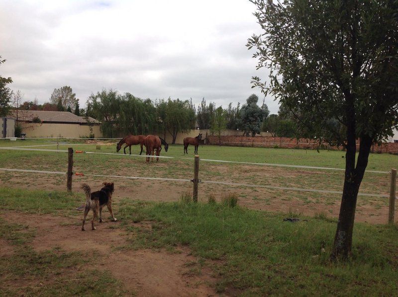 Inyameko Self Catering Monavoni Centurion Gauteng South Africa Horse, Mammal, Animal, Herbivore, Lowland, Nature