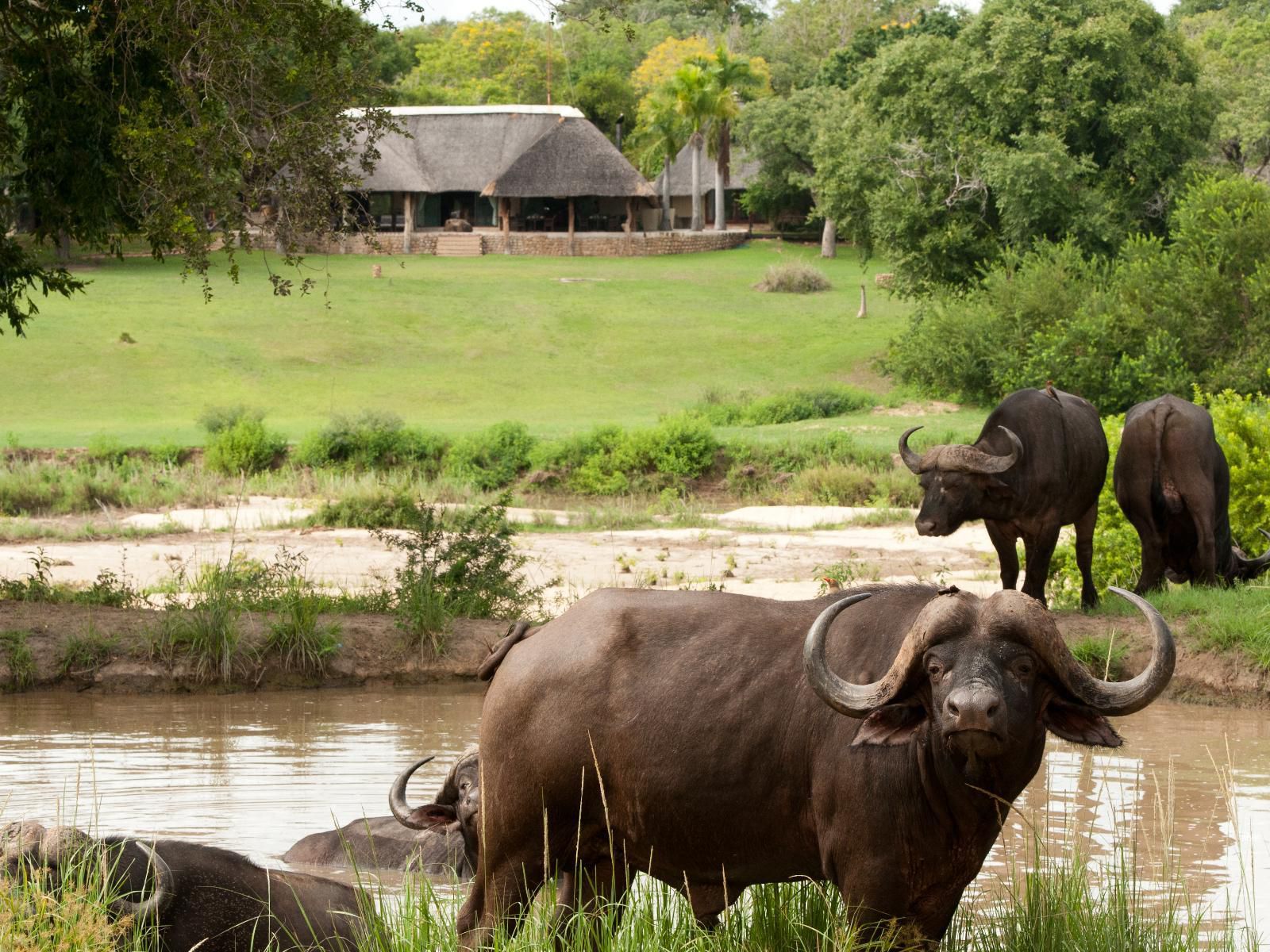 Inyati Game Lodge Sabi Sands Inyati Private Game Reserve Mpumalanga South Africa Water Buffalo, Mammal, Animal, Herbivore