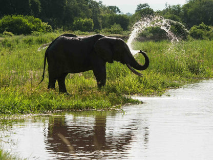 Inyati Game Lodge Sabi Sands Inyati Private Game Reserve Mpumalanga South Africa Elephant, Mammal, Animal, Herbivore