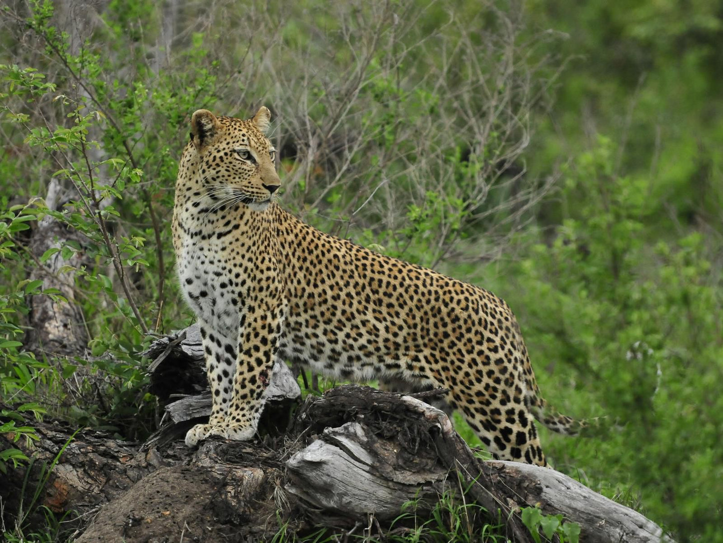 Inyati Game Lodge Sabi Sands Inyati Private Game Reserve Mpumalanga South Africa Leopard, Mammal, Animal, Big Cat, Predator