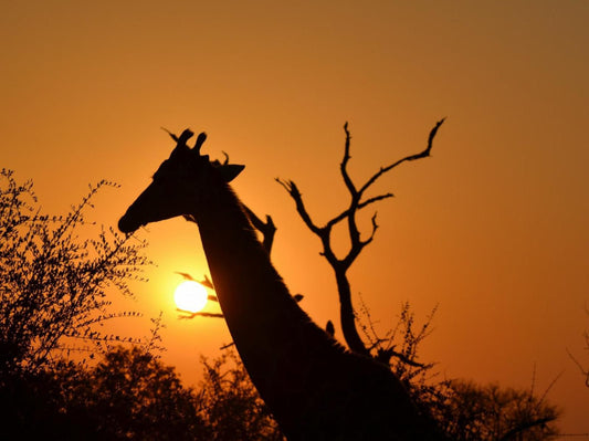 Inyati Game Lodge Sabi Sands Inyati Private Game Reserve Mpumalanga South Africa Colorful, Giraffe, Mammal, Animal, Herbivore, Silhouette, Sunset, Nature, Sky